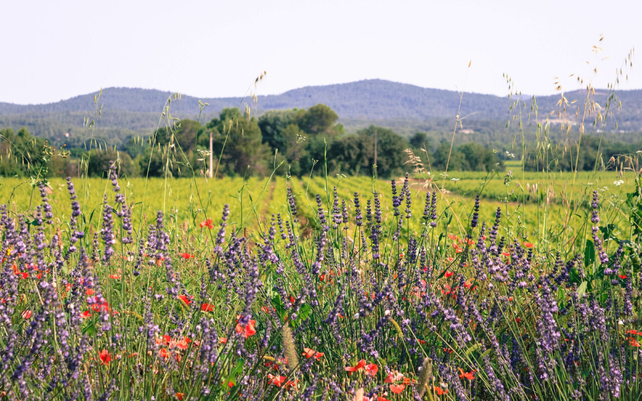 Château l Escarelle La Route des Vins de Provence