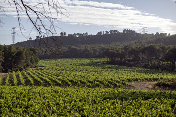 Château Saint-Baillon, le terroir de Marie Delon - Nice-Matin